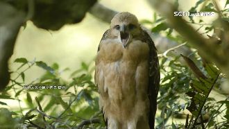 熊鷹寶寶與鷹爸對話！珍貴7聲紋曝光