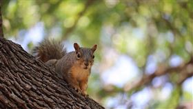 松鼠（圖／翻攝自Pixabay）