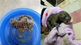 圖／翻攝自爆廢公社二館