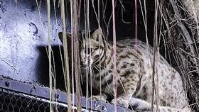 北市動物園石虎二哥「虎力勇」初見客台北市立動物園3日表示，石虎三胞胎二哥「虎力勇」已經開始見客，不過牠對新環境仍不適應，遊客想目睹需要點耐心。（台北市立動物園提供）中央社記者陳昱婷傳真  110年11月3日