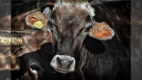 牛、動物（示意圖／翻攝自PIXABAY