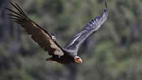 美國保育科學家研究發現，極危物種加州神鷲（California condor）可不交配就繁殖生育，成為鳥類無性生殖（孤雌生殖）首例。（圖／美聯社／達志影像）