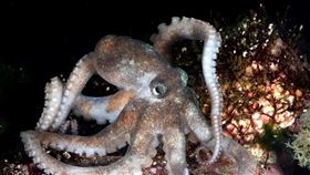 ▲墾丁國家公園管理處採集到3種臺灣未曾紀錄過的頭足綱軟體動物，確認為：耳烏賊科的「豹斑耳烏賊」、兩種章魚科的成員「居家章魚」及「普通柔蛸」。（圖／墾丁國家公園管理處提供）