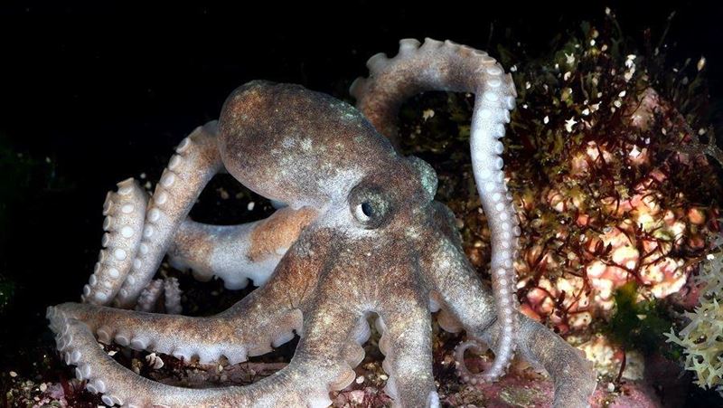 「魷魚遊戲」在墾丁？發現3種頭足類