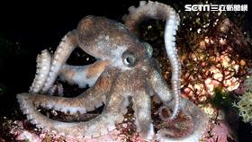 墾丁三種新生物。（圖／營建署墾管處提供）