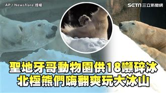 動物園供18噸碎冰　北極熊嗨翻爽玩