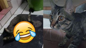 貓皇認膠原蛋白是肉泥　他哭：全咬爆