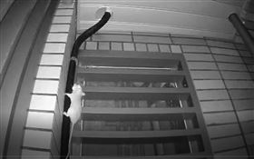 明倫社宅遭住民怒控老鼠亂竄屋內滲水（圖／明倫社宅住戶提供）
