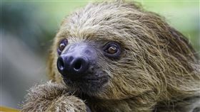 ▲粉絲們敲碗許久的穿山甲館明（6）日終於要在臺北市立動物園重新開放了！（圖／臺北市立動物園提供）