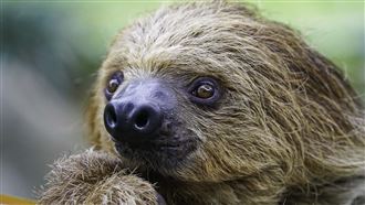 等了5個多月！動物園穿山甲館明開放