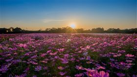 ▲隨著防疫解封，快到平鎮、大溪拍拍網美照。（圖／桃園市政府提供）