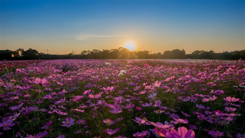 桃園花彩節平鎮、大溪圖騰花海