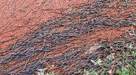 台東豐里國小操場竄出大量蚯蚓（1）