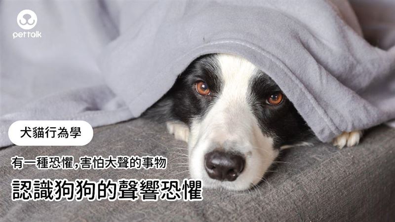 認識狗狗的聲響恐懼