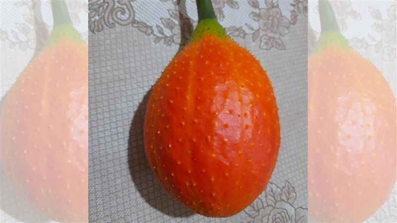 友送謎樣果實　老饕秒認出：是好東西