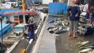 黑潮帶來鬼頭刀　單日捕獲量平常3倍