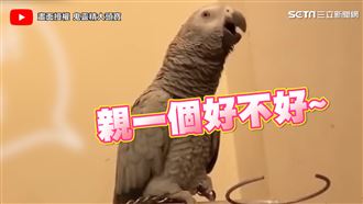 鸚鵡學主人撒嬌　網喊：就你最會撩