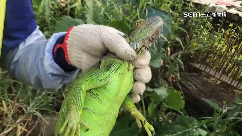 持空氣槍抓綠鬣蜥　男辯稱：只用彈弓