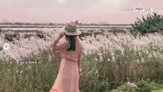 蘭陽溪甜根子草盛開　翻舞搖曳似雪毯