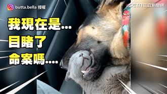 相愛相殺！喵星人整臉竟在汪汪嘴中