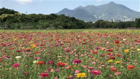 超好拍期間限定「關渡秘境花海」　展期亮點詳細交通一次看（圖／翻攝自北市府官網）