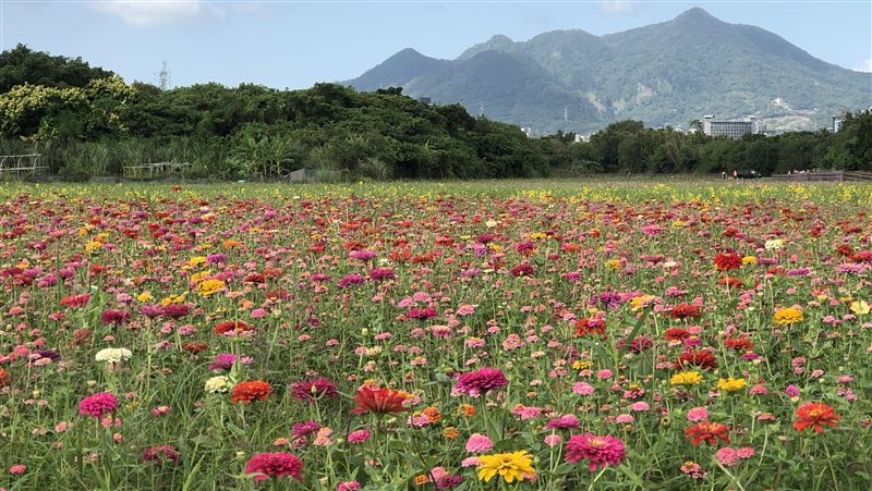 關渡秘境花海　亮點、詳細交通一次看