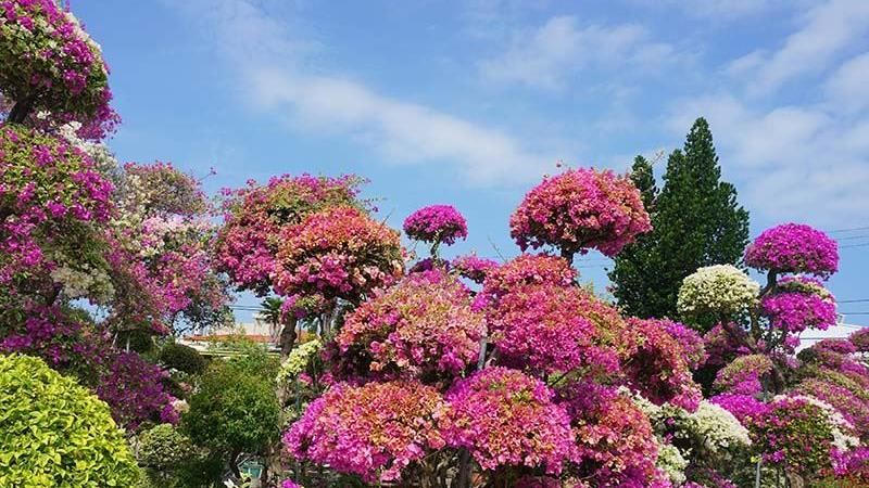 十大花藝創作展在彰化田尾！