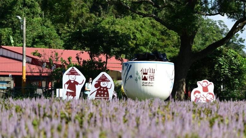 2021苗栗獅潭仙草花節登場！