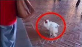 台南,香客,衝突,白雞,開光,神明