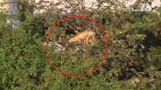 林園大排見2米長綠鬣蜥　嚇壞民眾