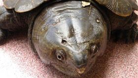 大頭龜
https://www.flickr.com/photos/40883475@N00/4326856025/in/photolist-7AmgxX-KeyJib-Q7RK5q-QuPPED-PdhEKE-Pg2NDg-JT4edB-wrs5qW-7oPuTH-PggRpi-PXjYM7-PdxF9A-ZF7ta3-Qjybqe-QgAr2d-JWXHNf-s2H7Yi-ayXxPY-ayX