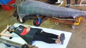 漁民捕3公尺白旗魚！百斤重難下手