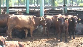 Y金門牛解禁0930