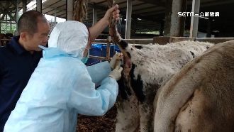 牛結節疹疫情趨緩　金門牛可再銷台灣