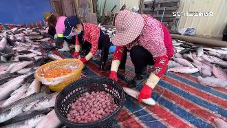 彰化首批養殖烏魚上市　饕客瘋搶烏金