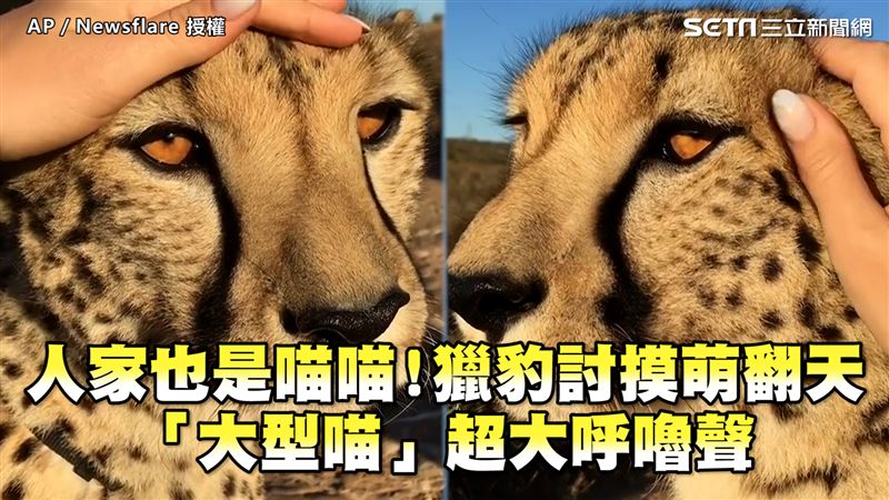 人家也是喵喵！　獵豹討摸呼嚕聲超大