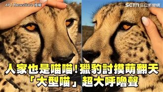 人家也是喵喵！　獵豹討摸呼嚕聲超大