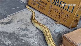 寵物巨蟒路上趴趴走 民眾嚇傻忙求救