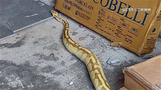 新竹驚見巨蟒四處爬行　民眾嚇壞求救