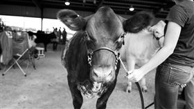 牛
https://www.flickr.com/photos/vhines200/36578123795/in/photolist-XJhrQP-yBa5dQ-2j9LoWJ-2j9meTC-2jY94a9-2k7SyWm-2jeMsAW-2aw1Xx2-rC7h2N-Hxa8CN-21wWfb-2paUaQ-CL5kj-2im6c1i-2hFMv4w-2jj6TMj-2h84wdM-2mvNL