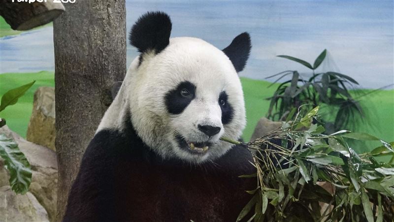 動物也過光棍節！動物園曝偽單身原因