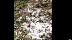 苗栗雪霸國家公園園區內雪山主峰（3886 公尺），一早降下今年第一場初雪。（圖／翻攝自「雪霸國家公園登山資訊分享站 Shei-Pa National Park Climbing Forums」）