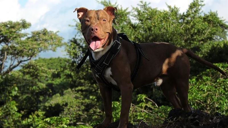 比特犬抓狂！10歲童遭撕咬　媽崩潰