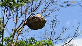 看清楚！遇到「黑腹虎頭蜂」10公尺以上是安全距離(林業試驗所提供)