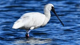 中毒治癒繫放  黑面琵鷺T85連2年來台度冬在2020年1月因肉毒桿菌中毒被發現的1隻黑面琵鷺，治癒後繫上編號「T85」腳環野放，10日被鳥友黃永豐在台南市北門區發現再次來到台灣度冬。（台南市生態保育學會提供）中央社記者楊思瑞台南傳真  110年11月10日