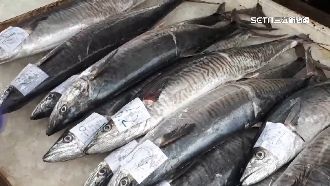 傳土魠魚有輻射　澎湖漁會駁：零檢出