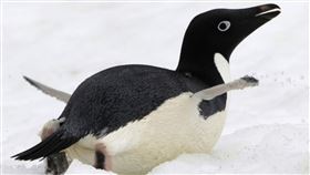 南極企鵝 阿德利企鵝（圖／路透社／達志影像）