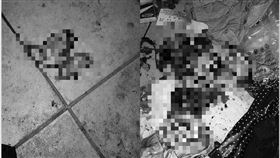 台中,租屋,非法繁殖,狗屍（圖／台中市寵物商業同業公會 理事長江和樹 提供）