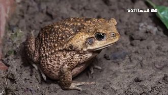 「海蟾蜍」很毒！貓狗誤食恐致死