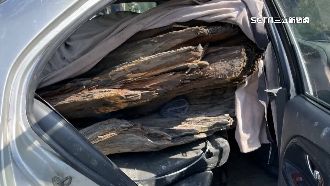 山老鼠偷「肖楠」　撞石柱棄車拔腿跑